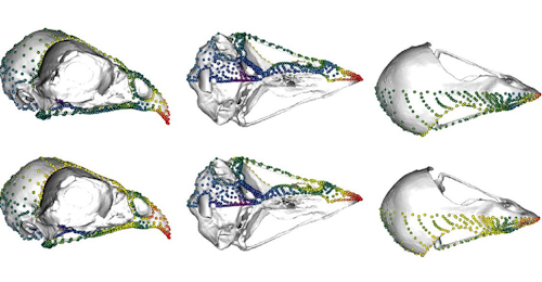 Is the theory of evolution by natural selection correct?